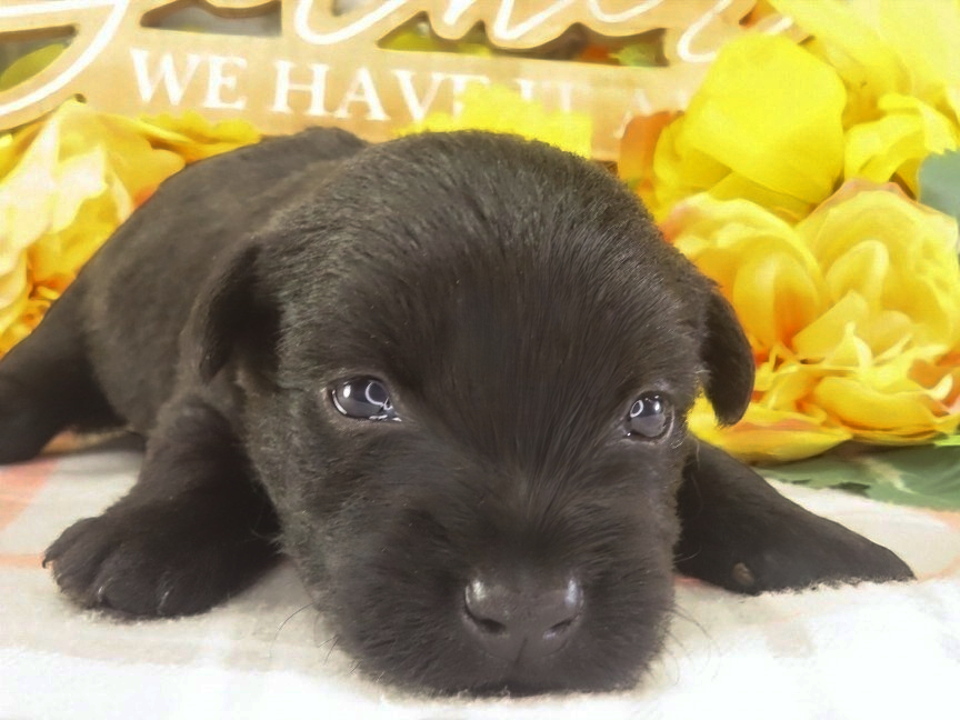 Mimi 3wk 1