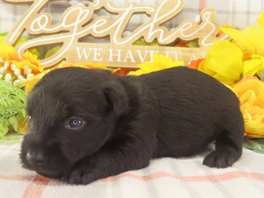 Mimi 3wk 2