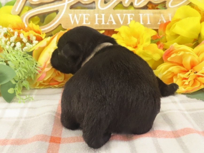 Mimi 3wk 4