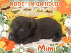 Mimi 3wk FT 2