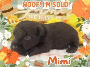 Home 4 Mimi 3wk FT 3