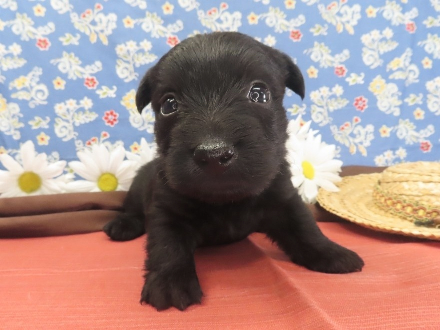 Mimi 4wk 1