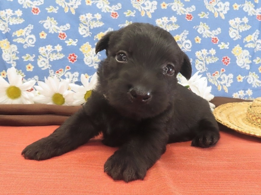 Mimi 4wk 2