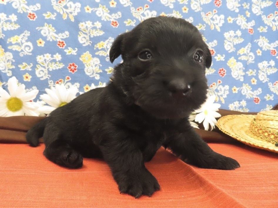 Mimi 4wk 3