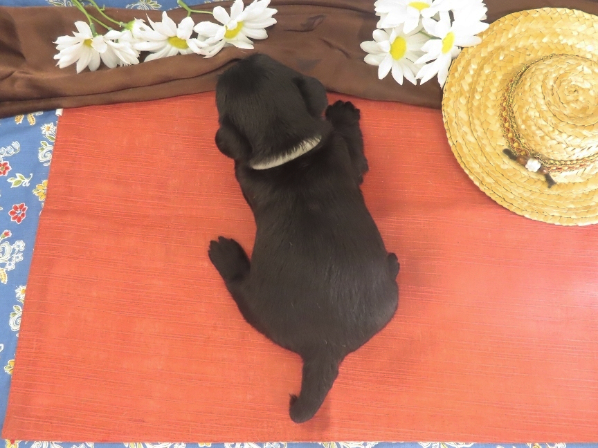 Mimi 4wk 5