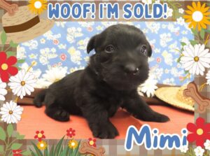 Home 12 Mimi 4wk FT 3