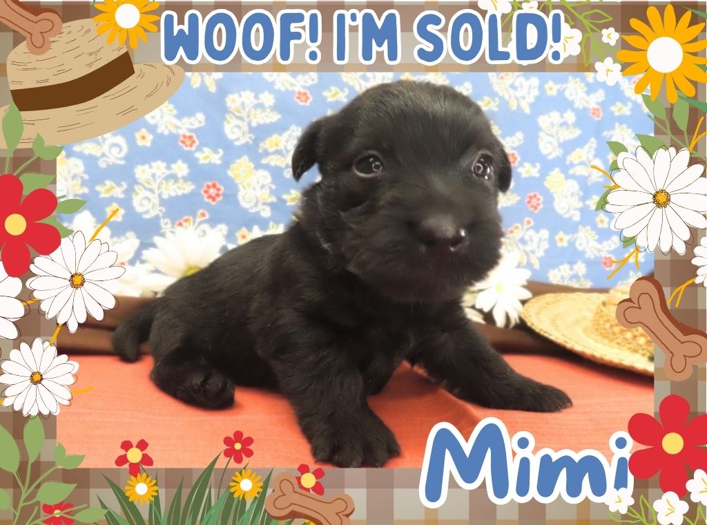 Mimi 4wk FT 3