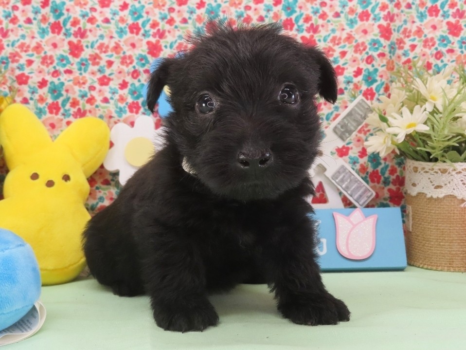 Mimi 5wk 1