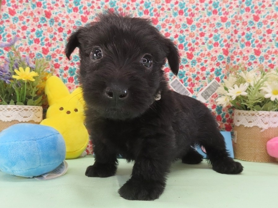 Mimi 5wk 2
