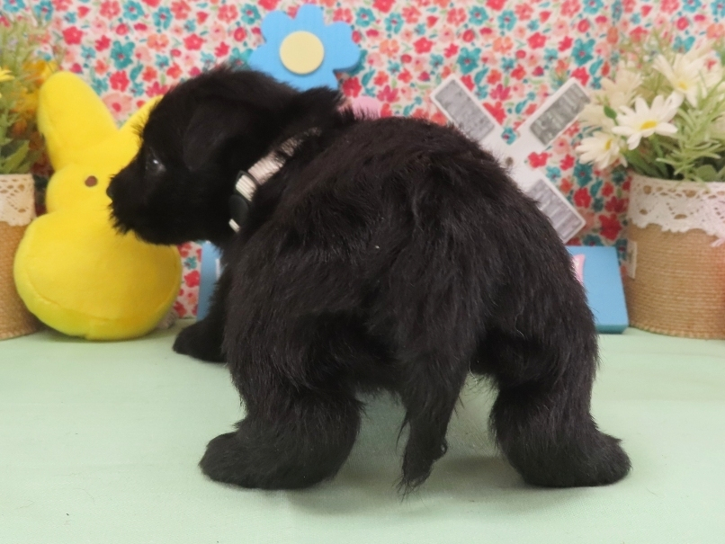 Mimi 5wk 4
