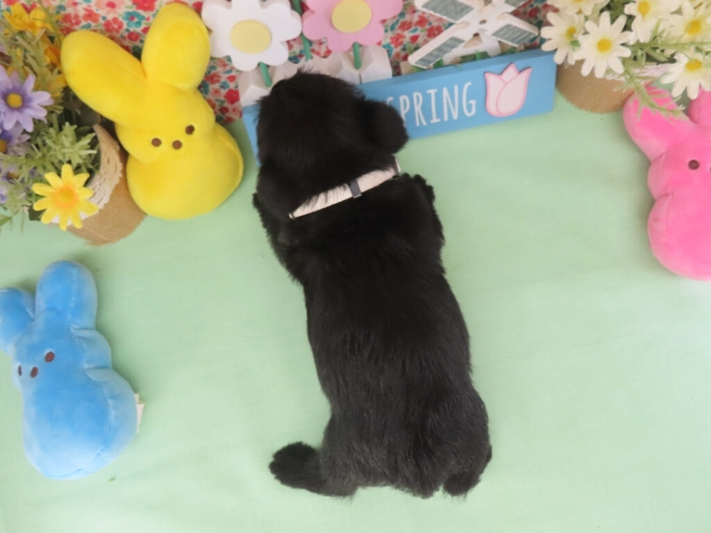 Mimi 5wk 5