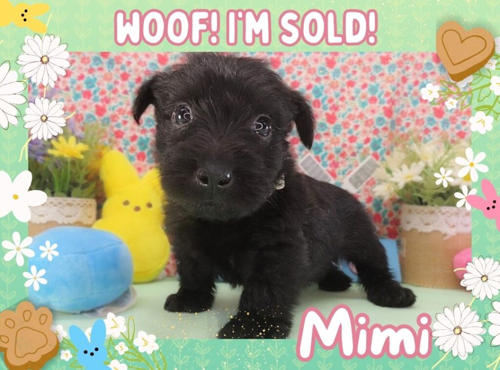 Mimi 5wk FT 3