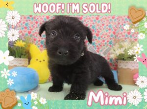 Mimi 5wk FT 3