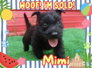 Home 11 Mimi 6wk FT 3