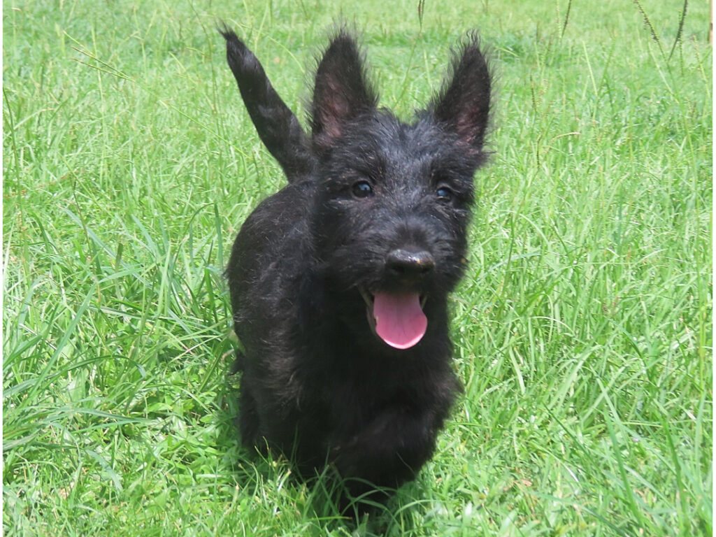Misty 12wk 1