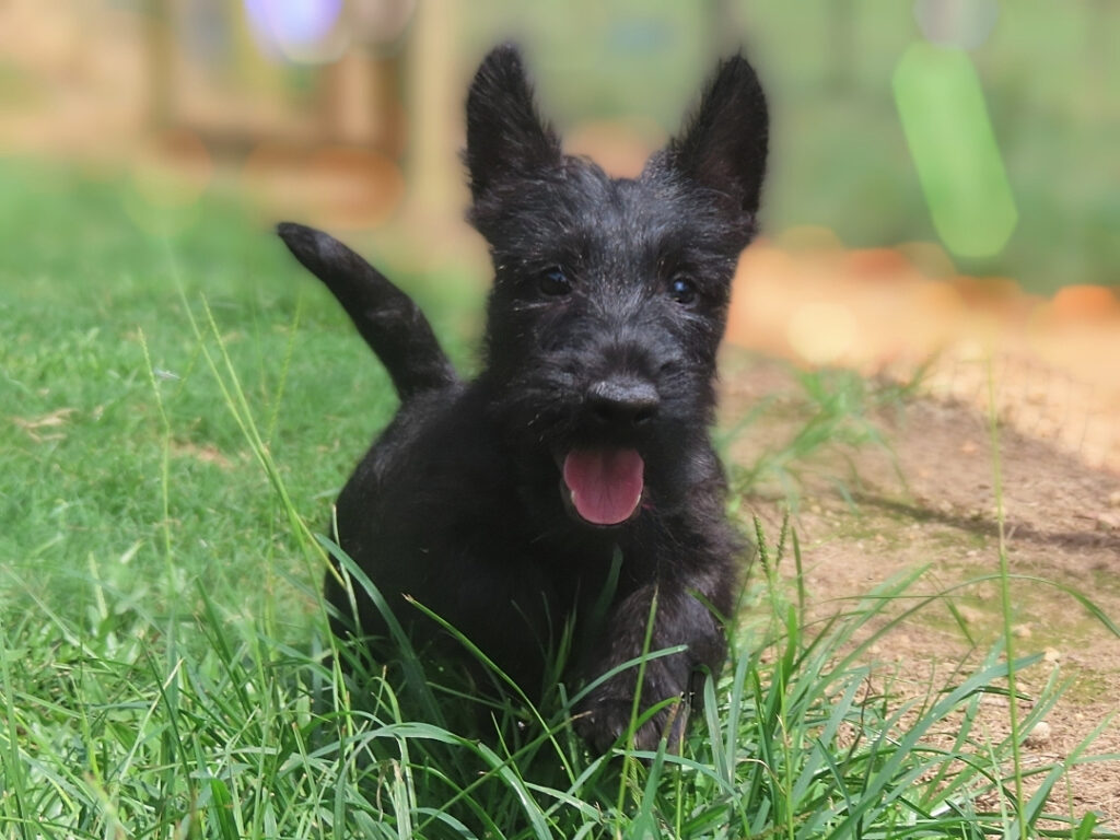 Misty 12wk 2