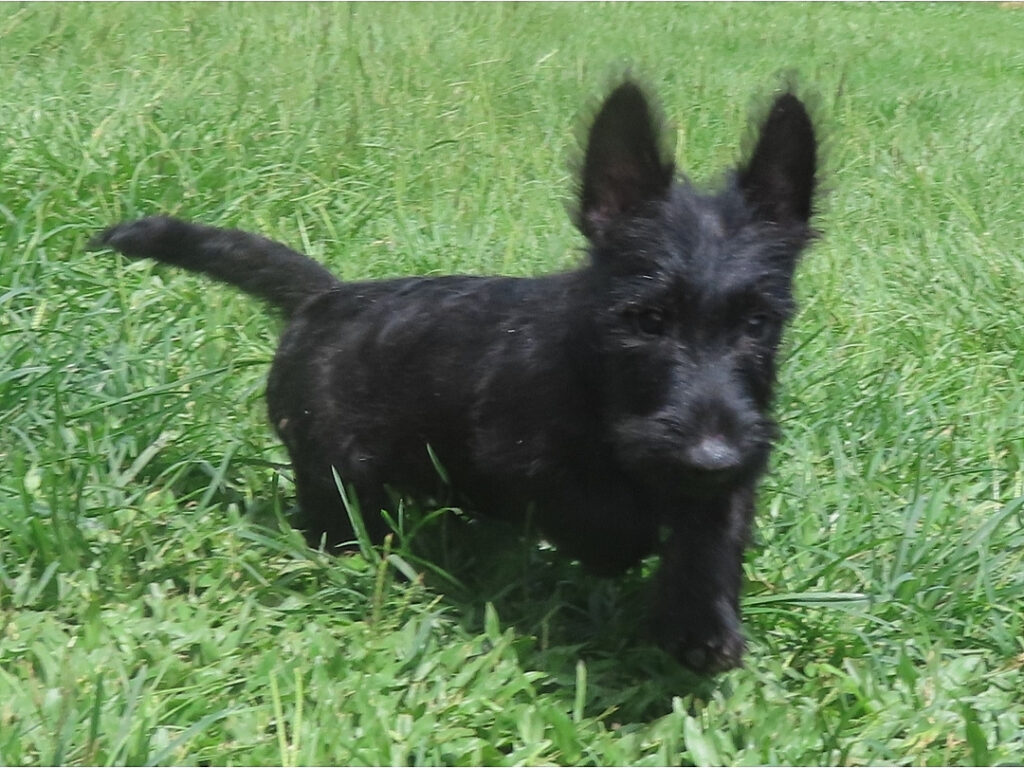 Misty 12wk 4