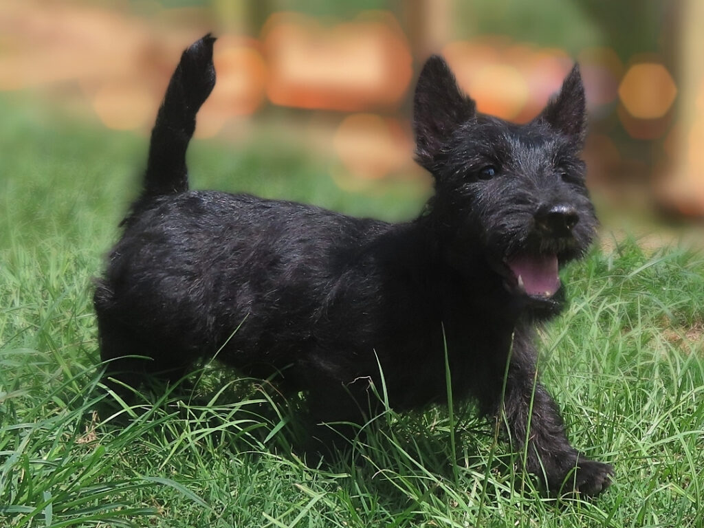 Misty 12wk 5