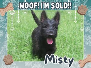 Home 14 Misty 12wk FT 3