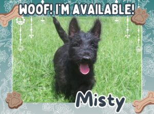 Home 14 Misty 12wk FT