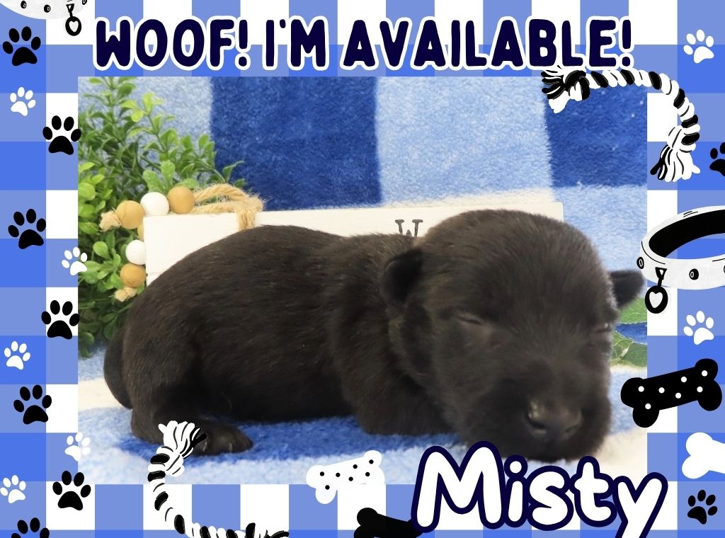 Misty 2wk FT