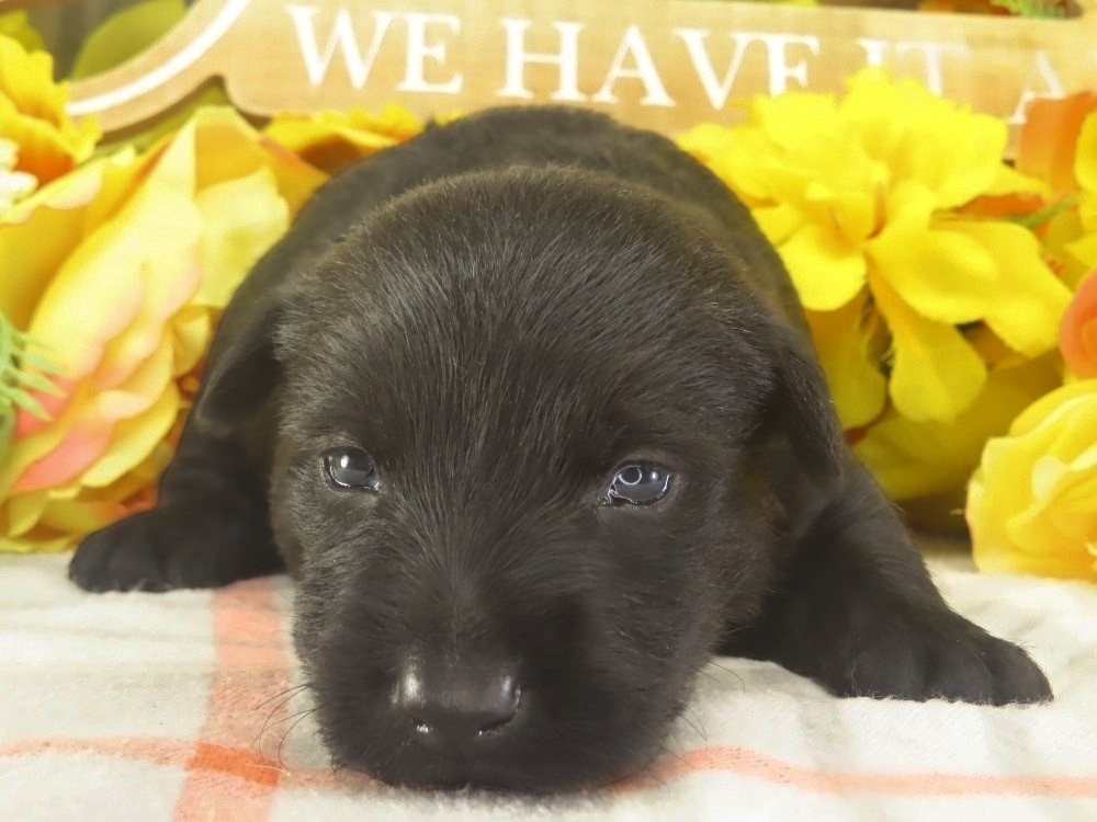 Misty 3wk 1