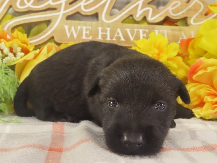 Misty 3wk 3