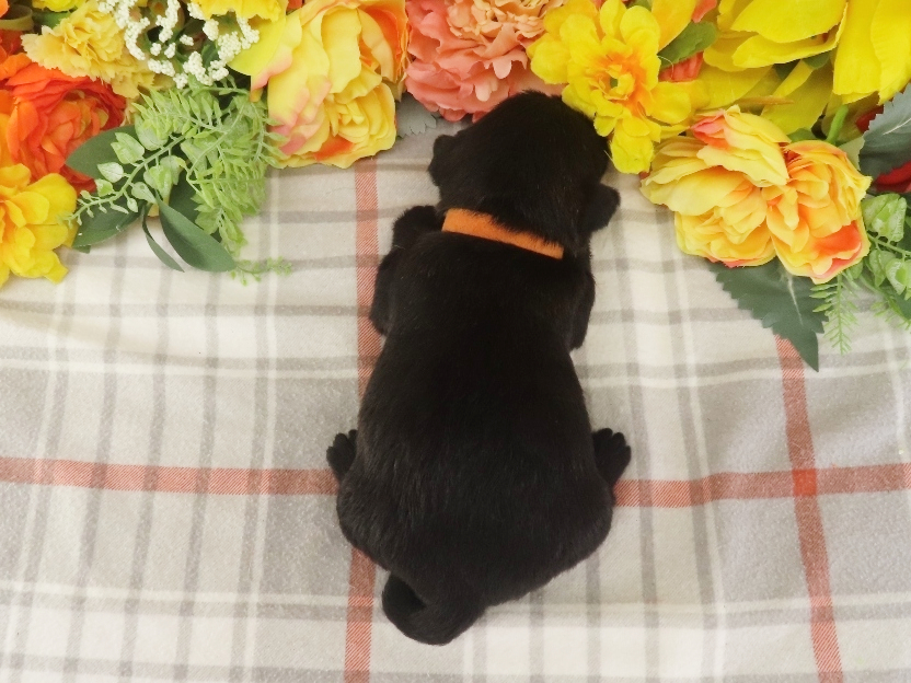 Misty 3wk 5