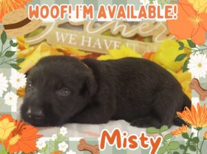 Misty 3wk FT