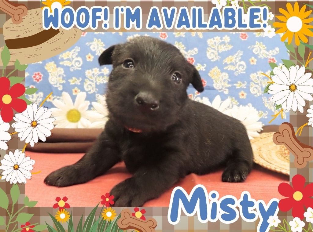 Misty 4wk FT
