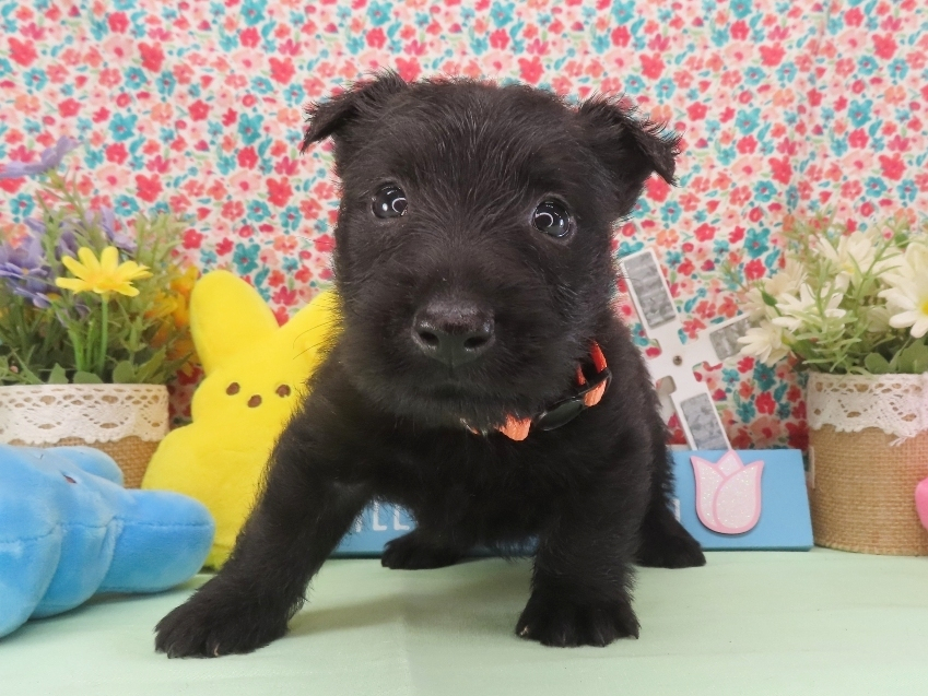 Misty 5wk 1