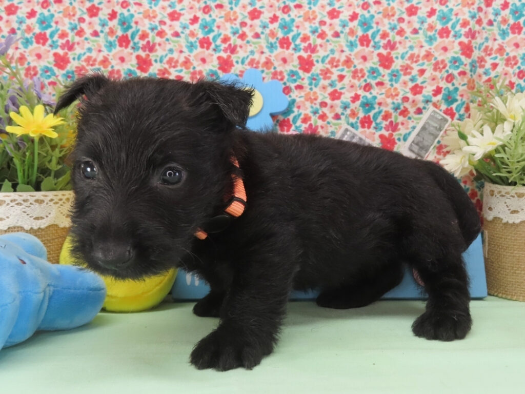 Misty 5wk 2