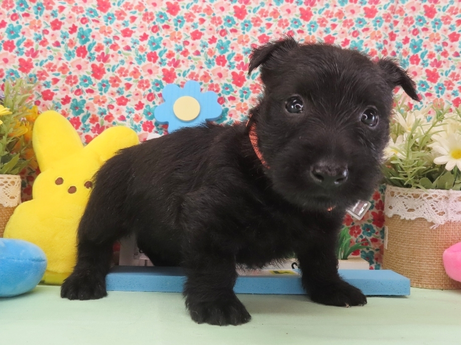 Misty 5wk 3