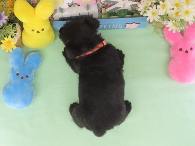 Misty 5wk 5