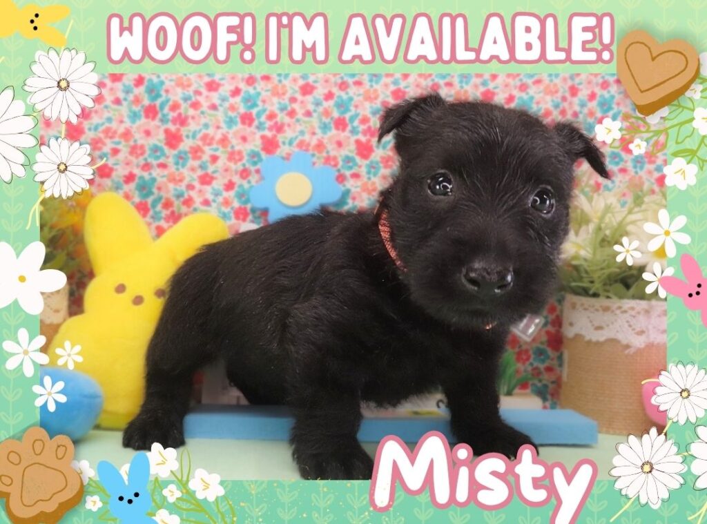 Misty 5wk FT