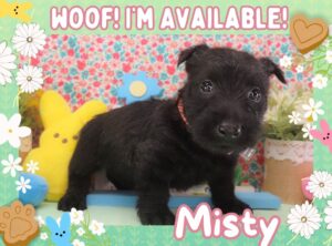 Misty 5wk FT