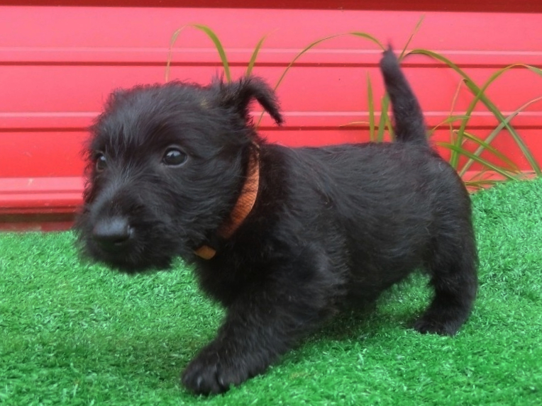 Misty 6wk 2