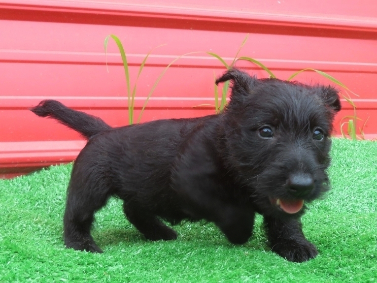 Misty 6wk 3