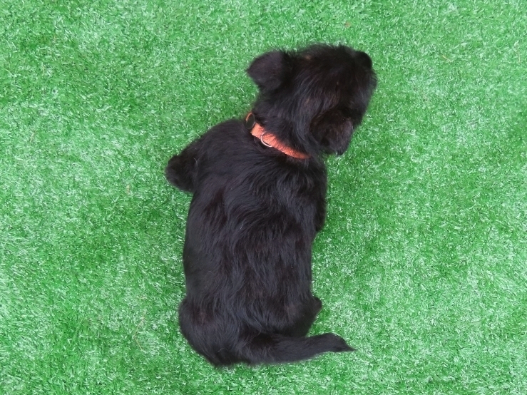 Misty 6wk 5