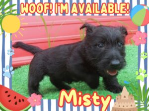 Home 13 Misty 6wk FT