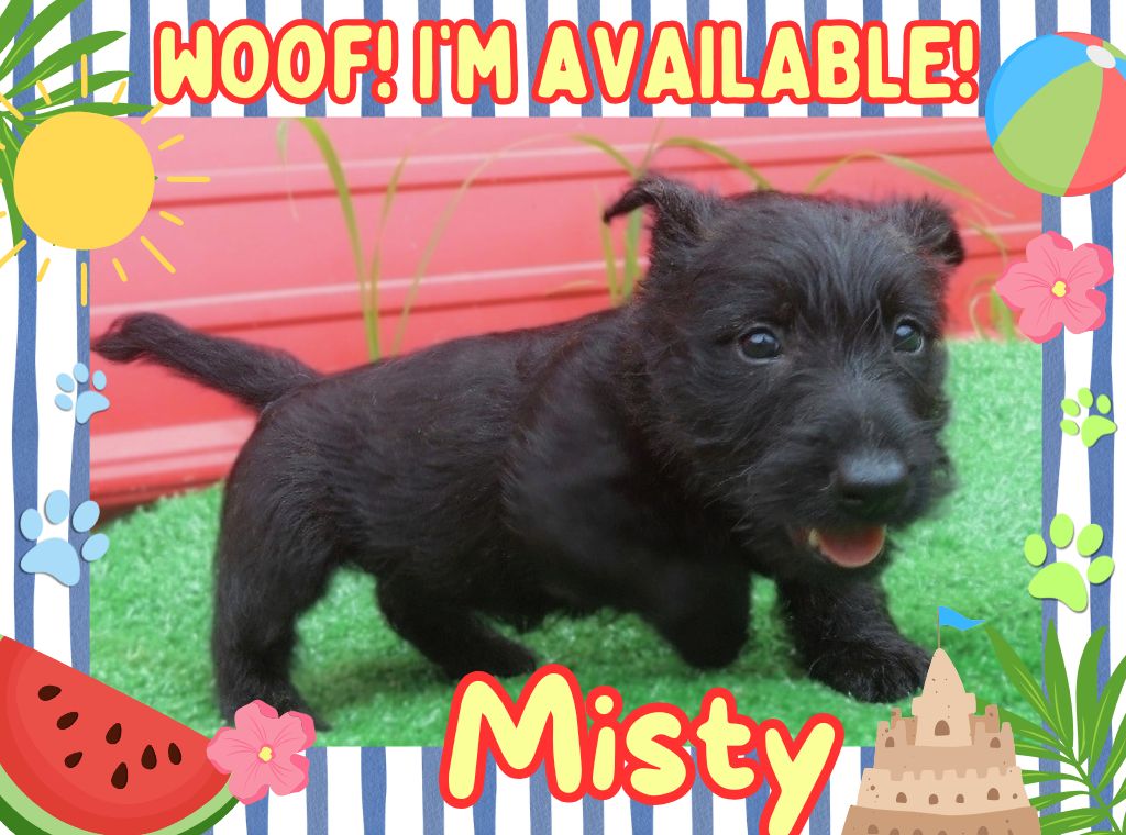 Misty 6wk FT