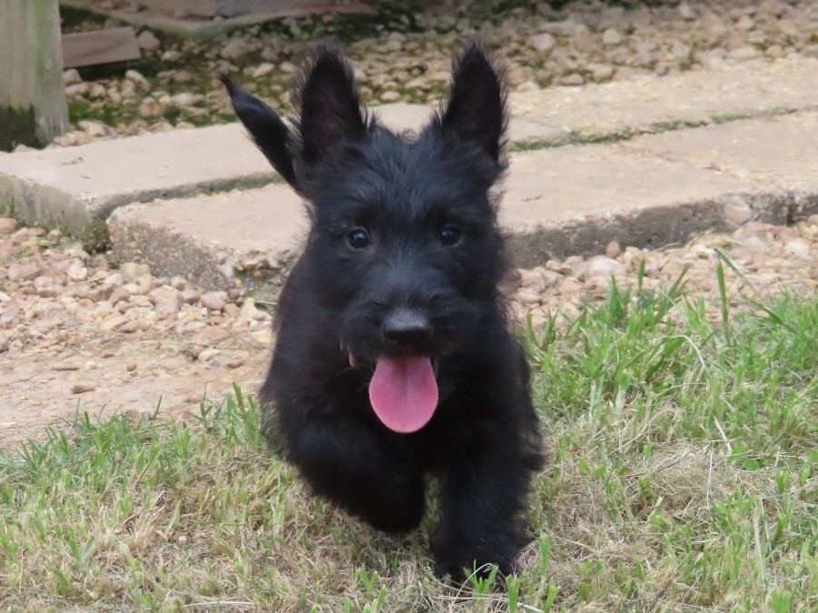Misty 9wk 1