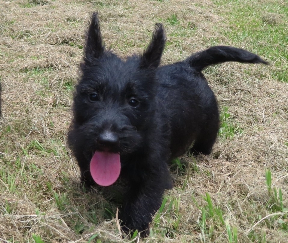 Misty 9wk 2