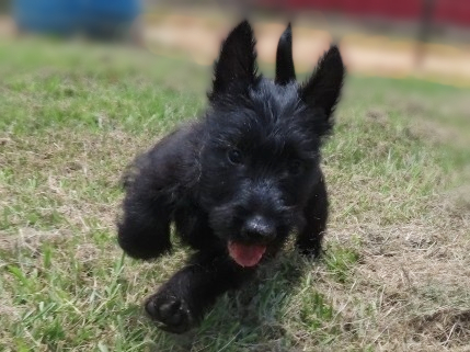 Misty 9wk 4