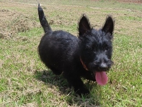 Misty 9wk 6