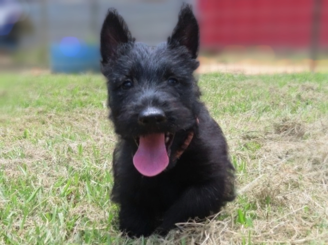 Misty 9wk 7