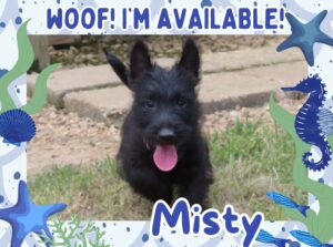 Misty 9wk FT