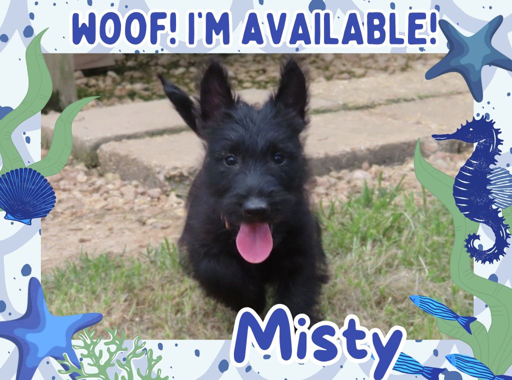 Misty 9wk FT