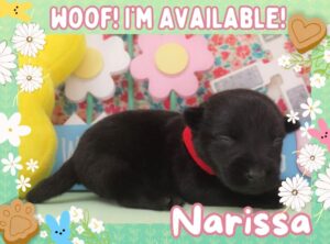 Narissa 2wk FT