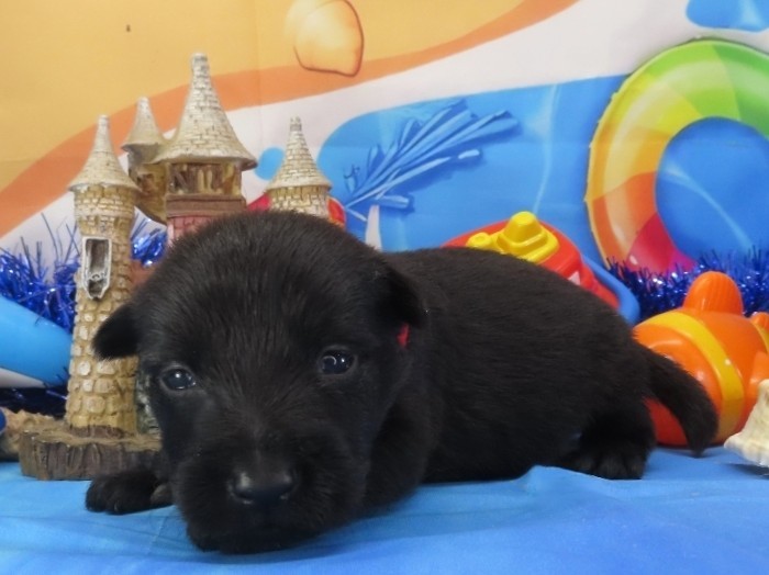 Narissa 3wk 3